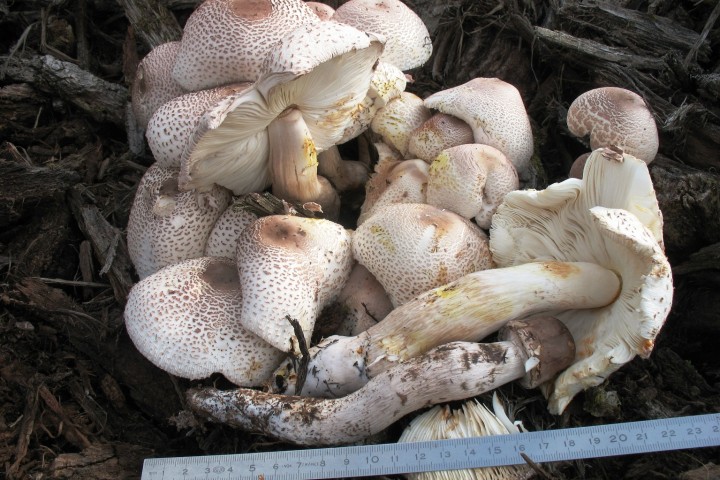 Leucoagaricus bresadolae