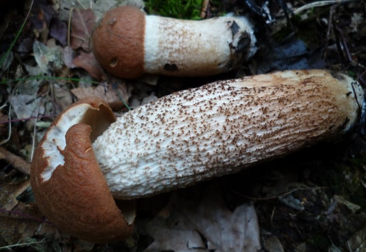 copie de L1120994.JPG