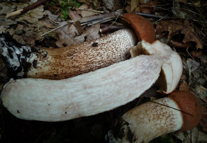 copie de L1120999.JPG