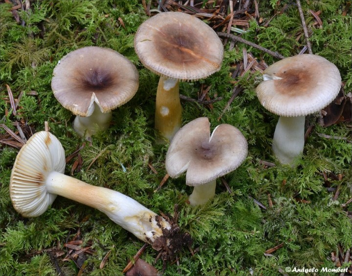 Russula puellaris 1 (19-08-14).jpg