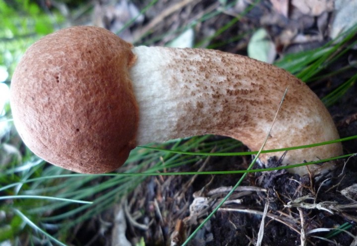 copie de L1120961.JPG