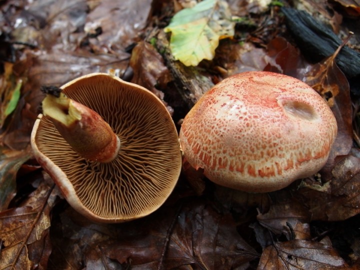 à determiner Cortinarius bolaris 2.jpg