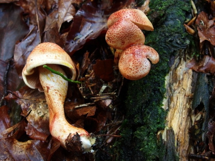 à determiner Cortinarius bolaris.jpg