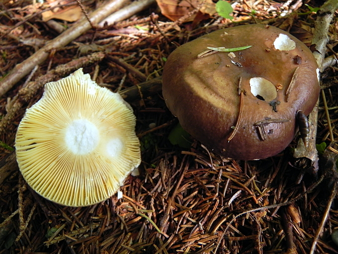 DSCN9973b.JPG
