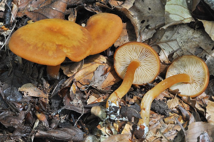 Rhodocybe_nitellina_2.jpg