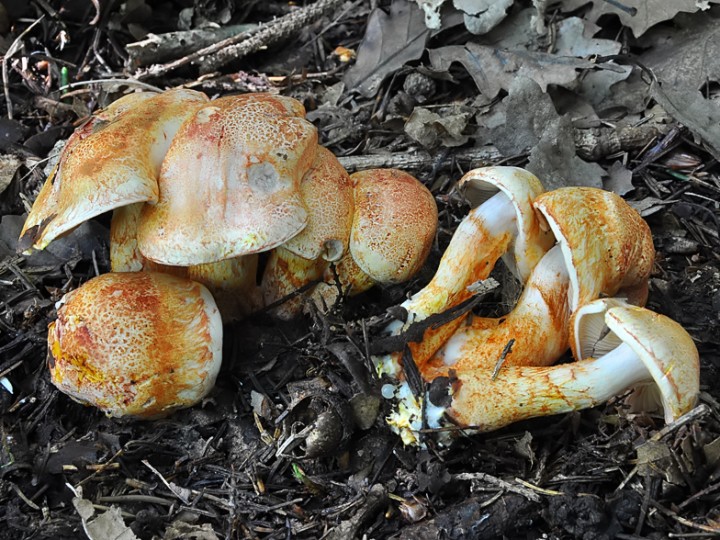 Cortinarius_bolaris_2.jpg