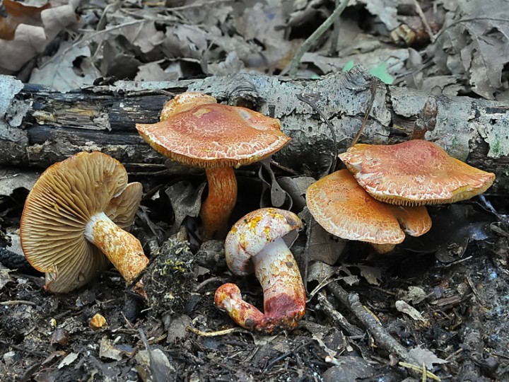 Cortinarius_bolaris_3.jpg