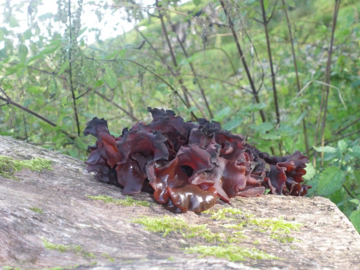 Consistance d'une algue, pousse sur bois...