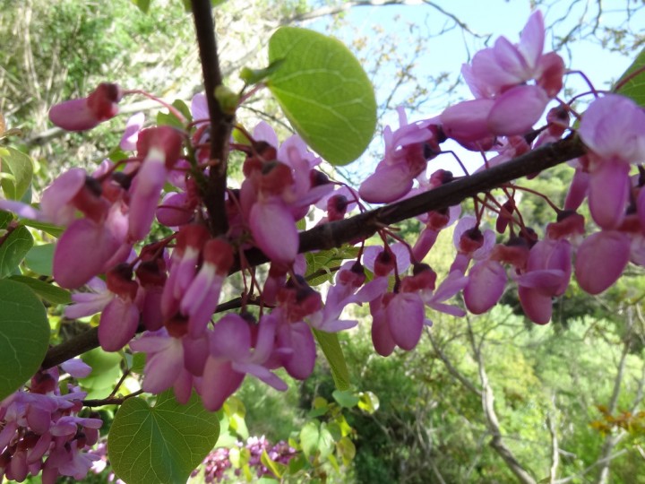 Gola San Venanzio 28042013  7.JPG
