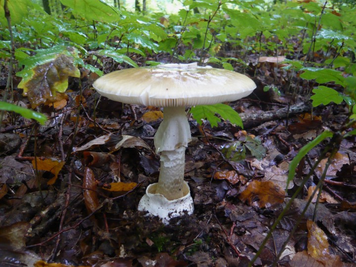 Amanita phalloides-Goviller (54).JPG