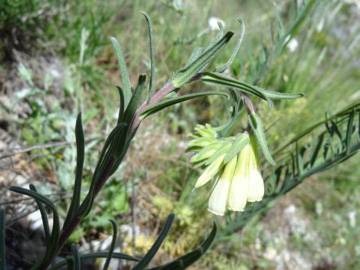 Gola San Venanzio  28042013  8.JPG
