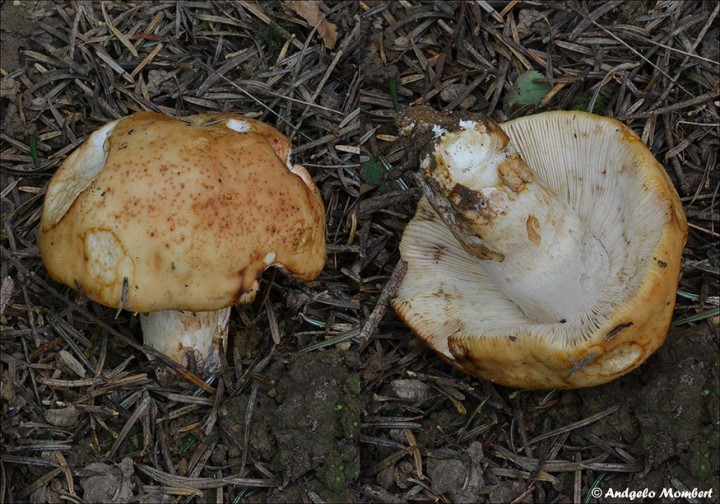 DSC_0123.jpg
