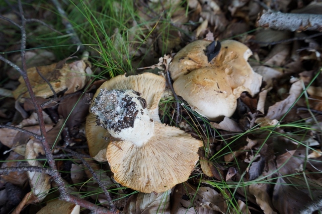 leucopaxillus.compactus (640x425).jpg