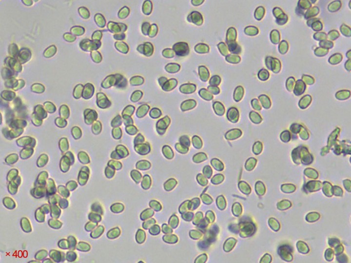spores.jpg