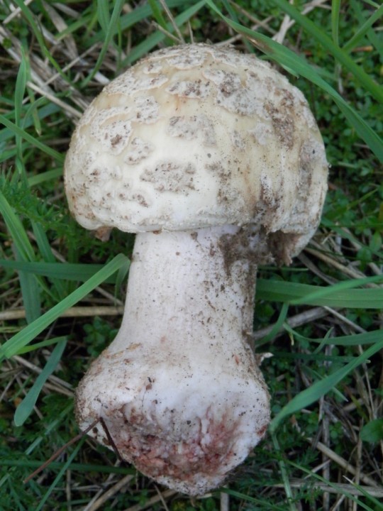 ammanite inconnue.JPG