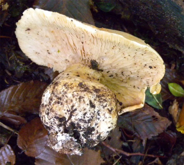 Leucopaxillus compactus1.jpg