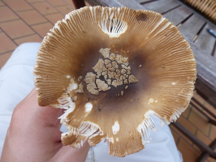 P1010451 sect. Inauratae.JPG