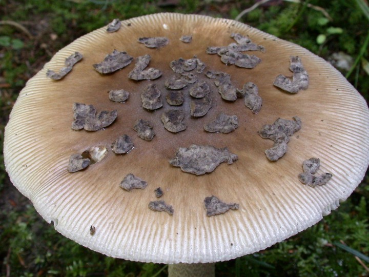 Amanita inaurata_004.JPG