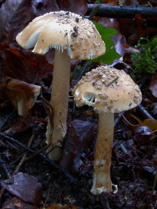 Amanita cf beckerii_DSCN9433.JPG