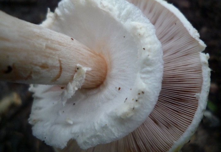 copie de L1130378.JPG