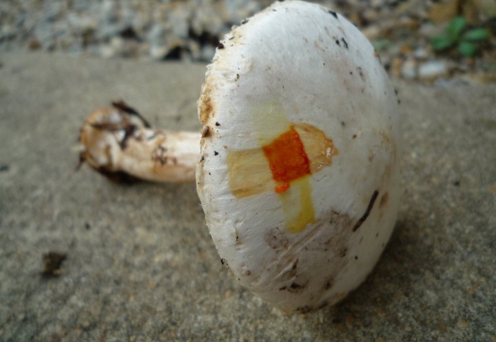 copie de L1130440.JPG
