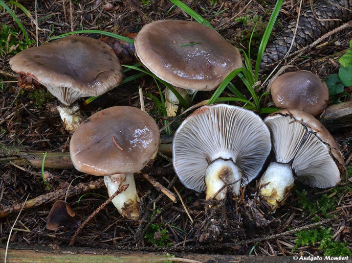 Gomphidius glutinosus 1 (27-08-14).jpg