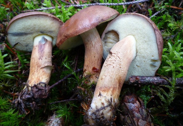 copie de L1130328.JPG