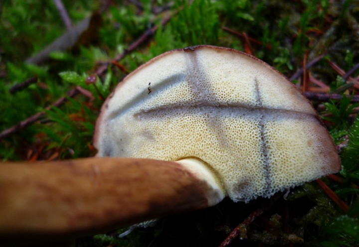 copie de L1130334.JPG