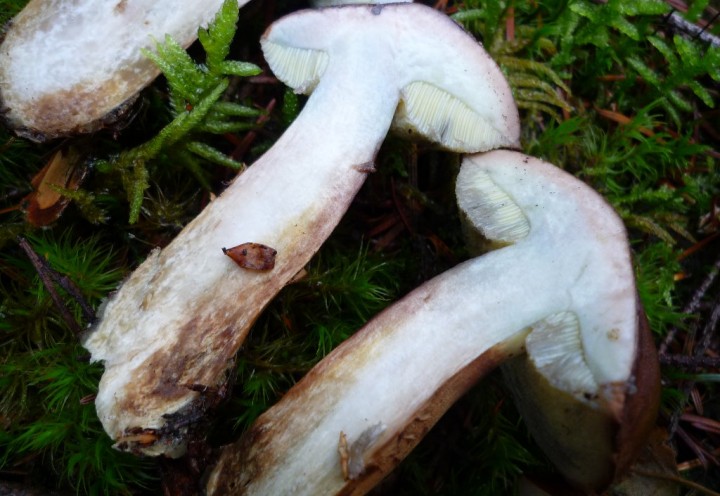 copie de L1130335.JPG