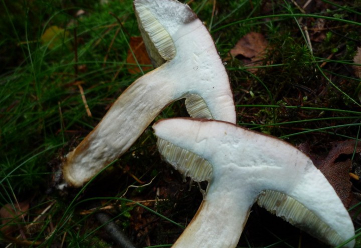 copie de L1130366.JPG