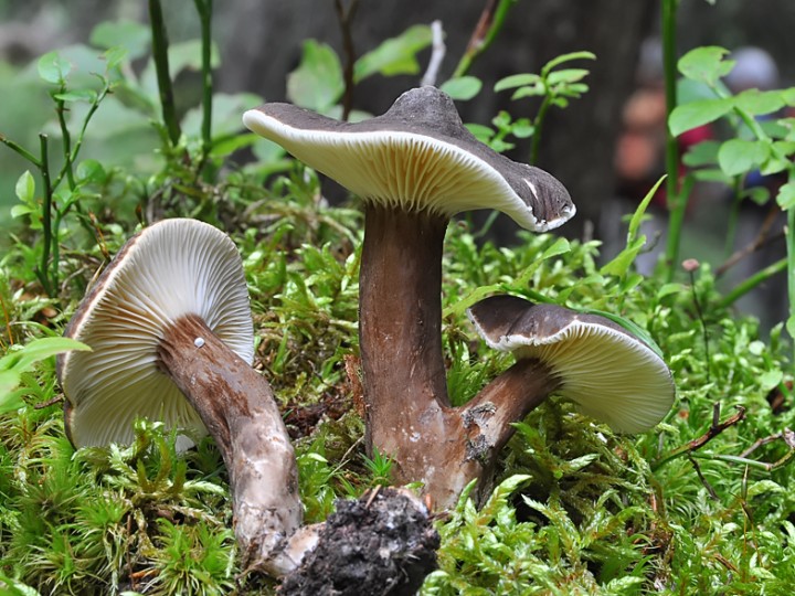 Lactarius_lignyotus_Beaufort_2014.jpg