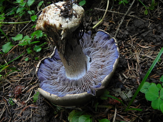 DSCN0044b.JPG