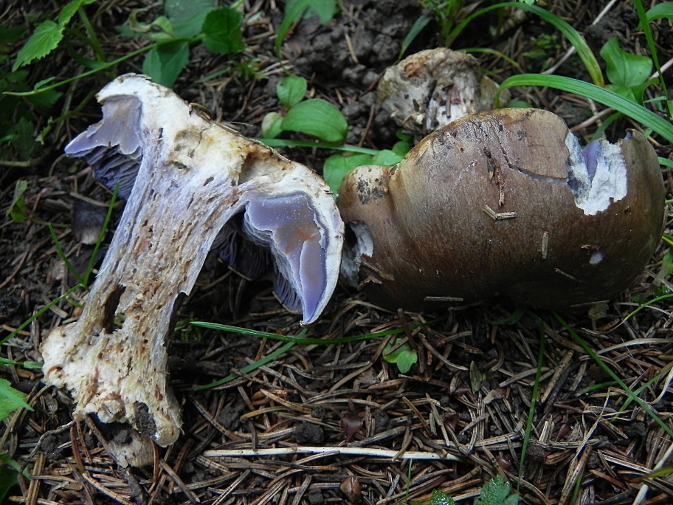 DSCN0047b.JPG