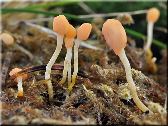 Mitrula_gracilis_3.jpg