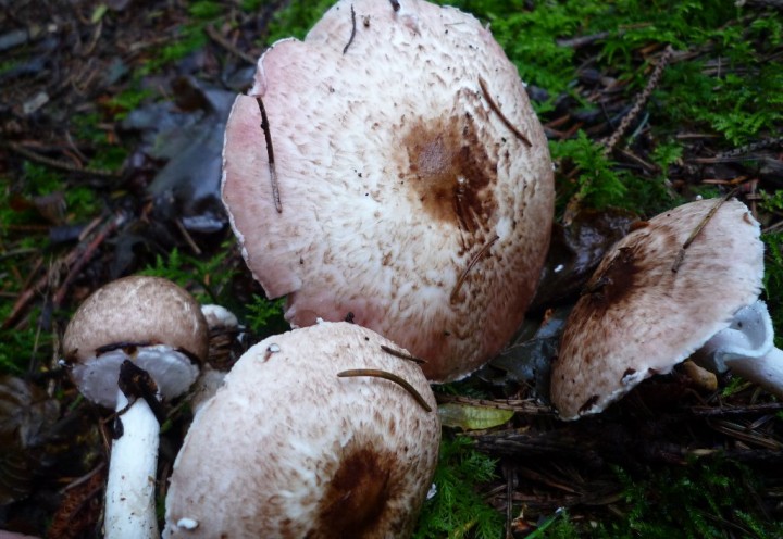 copie de L1130407.JPG