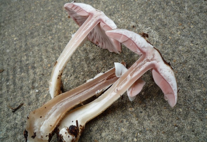 copie de L1130438.JPG