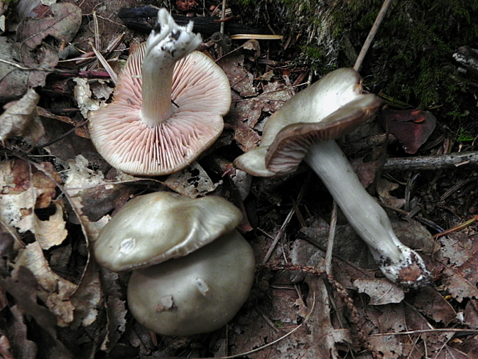 DSCN0084b.JPG