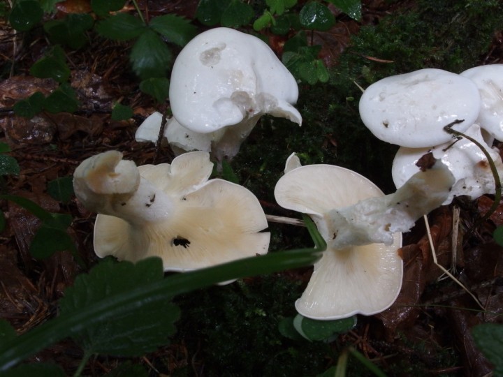 P8310363c.jpg