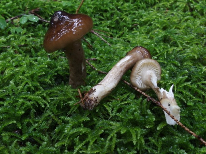 P8310342c.jpg