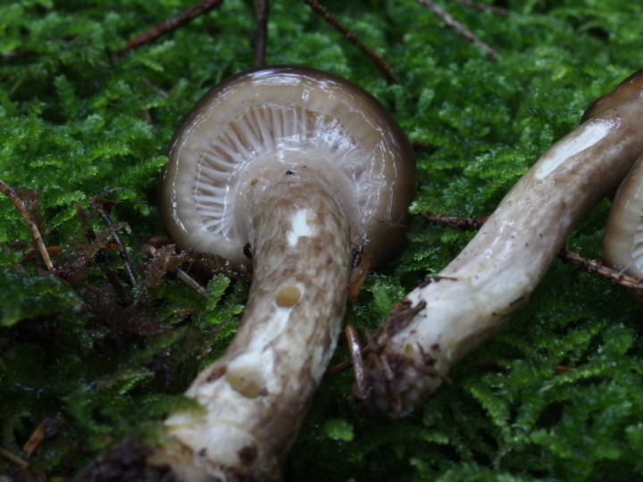P8310344c.jpg