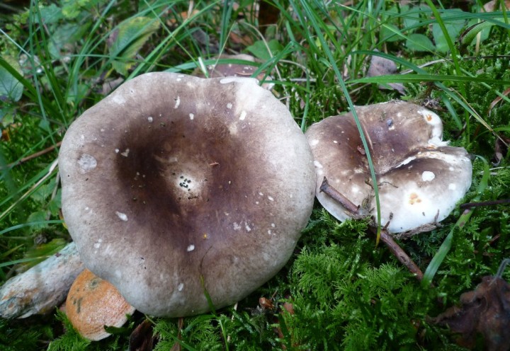 copie de L1130203.JPG