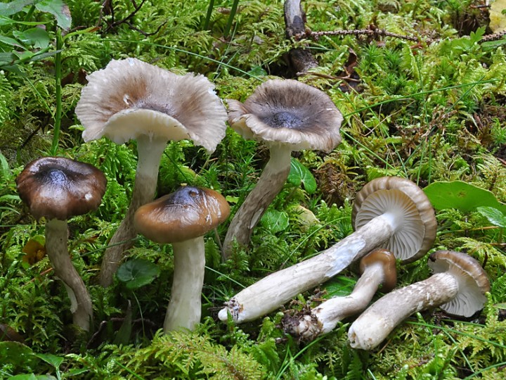 Hygrophorus_olivaceoalbus_Beaufort_2014.jpg