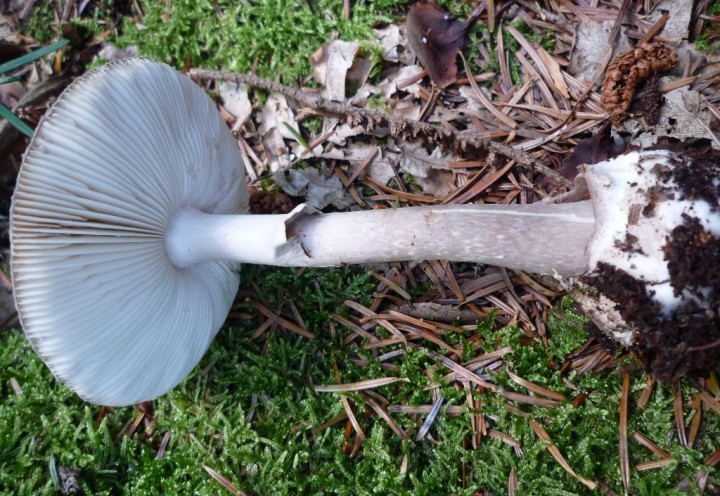 copie de L1130797.JPG