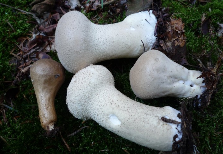 copie de L1130759.JPG