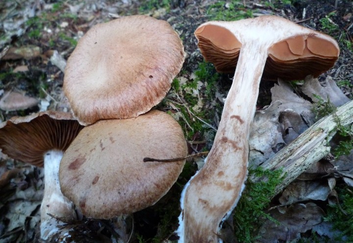 copie de L1130787.JPG