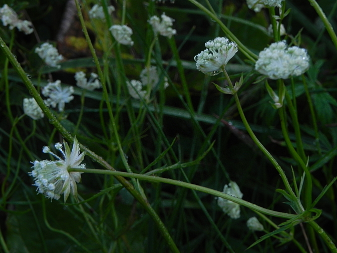 DSCN9792b.JPG
