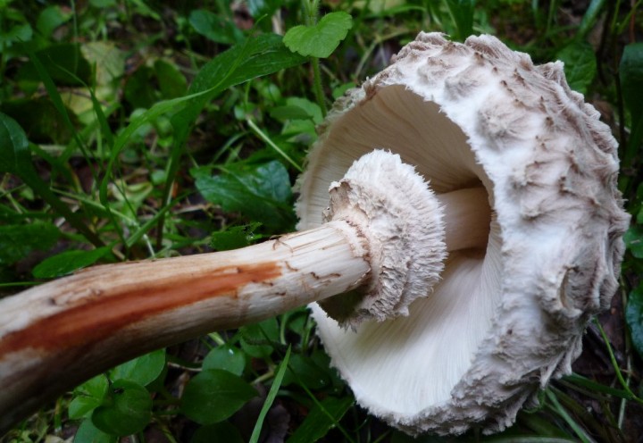 copie de L1130526.JPG