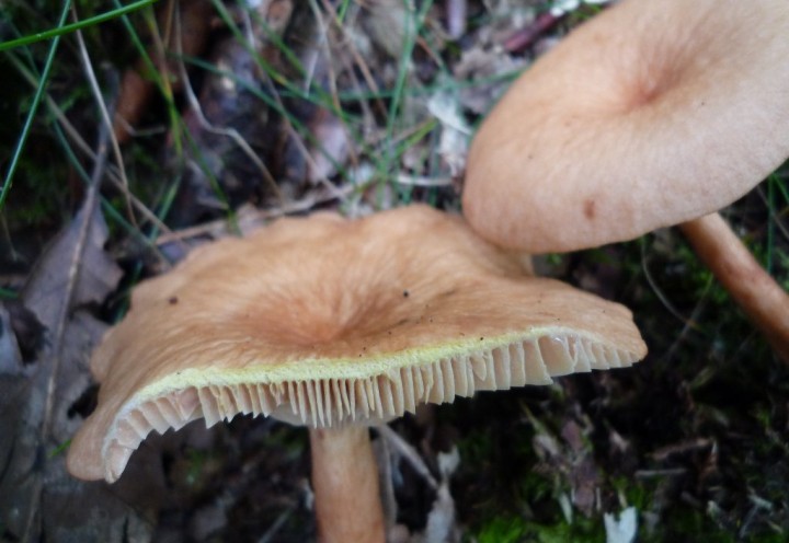 copie de L1120930.JPG