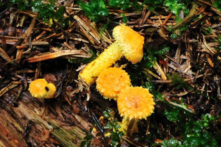 Pholiota flammans.JPG