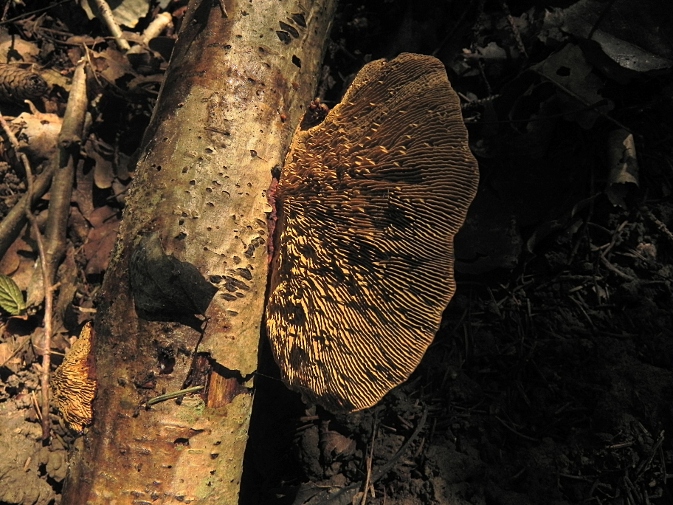 DSCN6606b.JPG